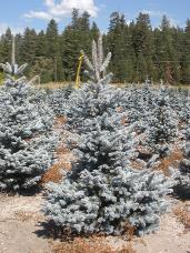 Colorado Spruce